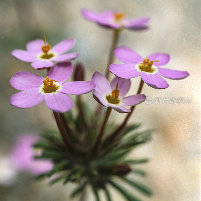 假Babystars;Leptosiphon androsaceus;Pepperwood保存;索诺玛县;圣罗莎;加州;粉红色;野花;花;